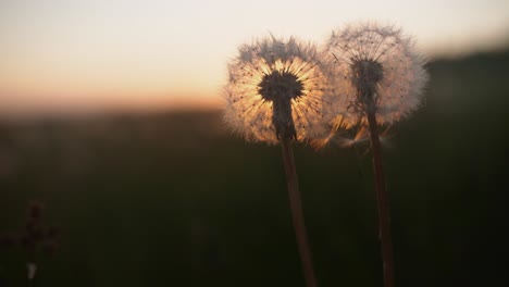 Deseos-De-Diente-De-León-Al-Atardecer.-Transferencia-De-Enfoque