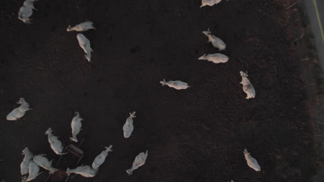 Top-down-view-on-White-Nelore-cow-cattle-on-a-dark-basalt-soil-in-the-Golan-Heights,-Israel---special-angle-with-the-soil-background---rising-up-shot