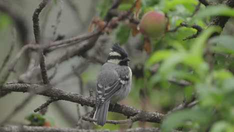 Beautiful-Red-vented-Bulbul-in-Nepal