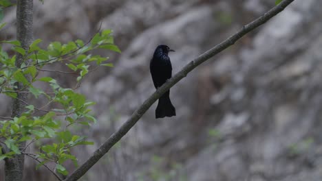 The-hair-crested-drongo-is-an-Asian-bird-of-the-family-Dicruridae