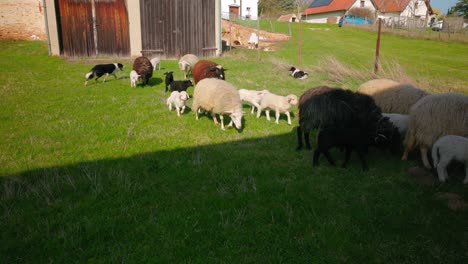 Flock-Of-Sheep-Walking-In-Green-Pasture---Close-Up