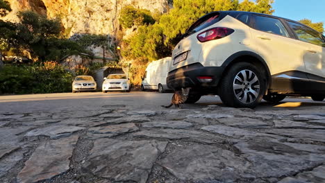 Playful-curious-cat-is-perched-near-the-rear-wheel-of-car-parked-on-cobblestone-street