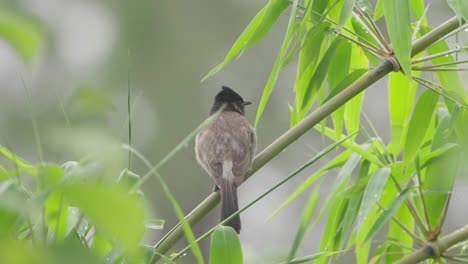 Hermoso-Bulbul-De-Ventrirojo-De-Nepal