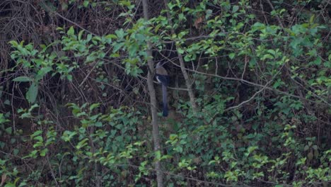 Vögel-Sitzen-Im-Baum