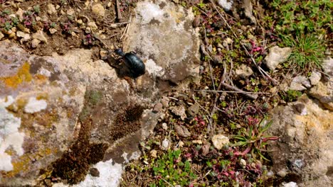 Escarabajo-De-Aceite-Caminando-Sobre-El-Suelo.-Toma-Aérea-De-Seguimiento.