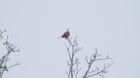 El-Minivet-Escarlata-Es-Un-Pequeño-Pájaro-Paseriforme.