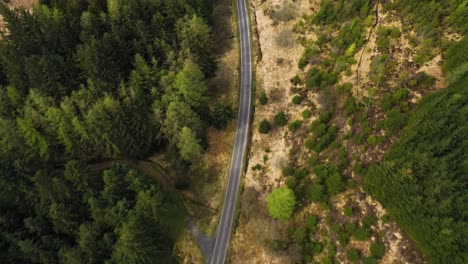 Aerial-top-down-view-of-road-moving-through-pine-tree-forest