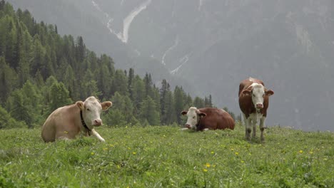 Three-cows-are-on-a-pasture-meadow-on-a-summer-day-in-Toblach---Dobbiaco,-South-Tyrol,-Italy