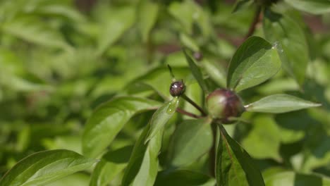 Peony-Bud's-Sweet-Nectar.-Close-up