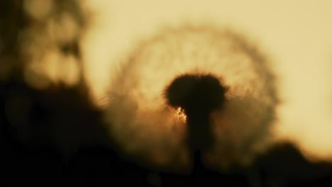 Dandelion-Wishes-at-Sunset.-Focus-transfer