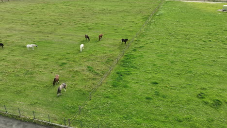 Aerial-view-of-multiple-horses-grazing-in-a-fenced-green-field,-showing-a-variety-of-colors