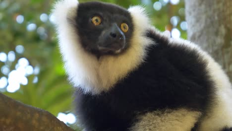 Lemurs,-Madagaskar,-Nosy-Be