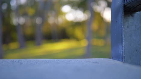 Ants-crawling-up-and-down-a-park-bench