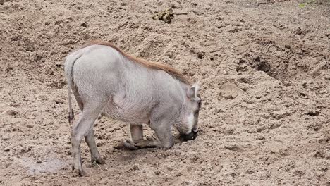 Close-up-of-a-Warthog