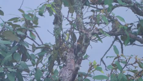 Schöne-Spechte-Vögel-In-Nepal