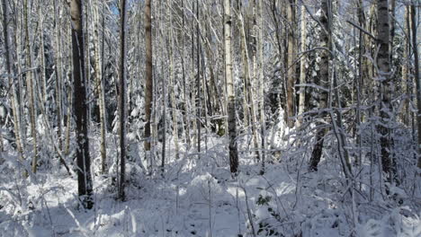 Waldlandschaft-Im-Winter-Mit-Schnee-Bedeckt