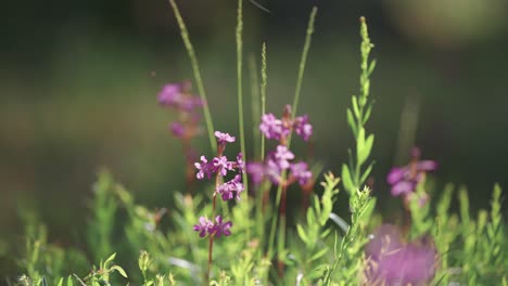 Lila-Wildblumen-Wiegen-Sich-Sanft-Auf-Einer-Sonnenbeschienenen-Wiese,-Umgeben-Von-üppigem-Grün-Und-Der-Friedlichen-Atmosphäre-Des-Waldes