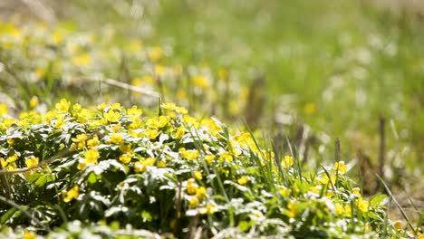 Sonnenbeschienene-Frühlingswiese-Mit-Leuchtend-Gelben-Blumen-Unter-Dem-Dynamischen-Schatten-Einer-Sich-Drehenden-Windmühle