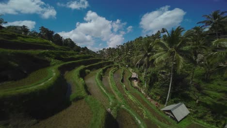 Die-Magischen-Reisterrassen-Von-Tegallalang-Bali-Indonesien-Aus-Der-Luft