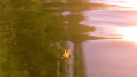 Eine-Eintagsfliege-Schwebt-Bei-Sonnenuntergang-Den-Fluss-Hinunter