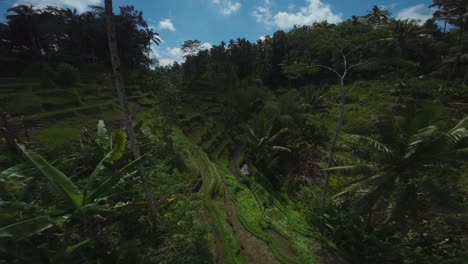 Epic-drone-flight-through-the-green-rice-terrace-with-forests-and-palm-trees-around,-slow-motion-in-Indonesia,-Bali