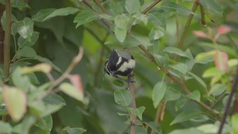 The-coal-tit-,-is-a-small-passerine-bird-in-the-tit-family,-Paridae