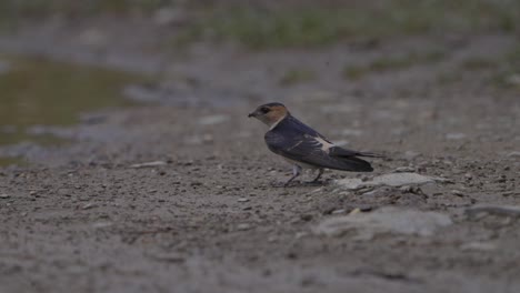 Red-rumped-swallow-birds-in-Nepal