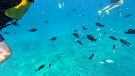 Gruppen-Schnorcheltouren-Und-Bootsausflüge-In-Honolulu,-Hawaii