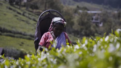 A-woman-in-traditional-attire-picks-tea-leaves-in-a-lush-Sri-Lankan-plantation