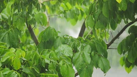 Starker-Regenfall-Im-Wald-Mit-Blitzen