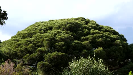 Green-Conifer-Bonsai-Pine-Tree-in-botanical-garden-of-Mediterranean-coastline,-France