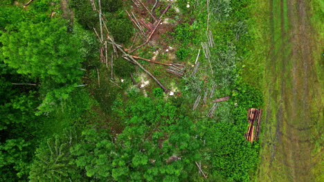 Troncos-Cortados-Apilados-En-El-Bosque-Después-De-La-Deforestación