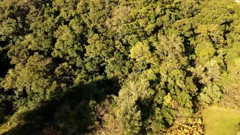 Woodland-at-sunrise-with-lush-greenery,-vibrant-colors,-tranquil-surroundings,-thick-plantation-of-trees-in-nature