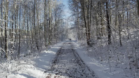 Snow-covered-path-through-a-winter-forest-under-a-clear-blue-sky