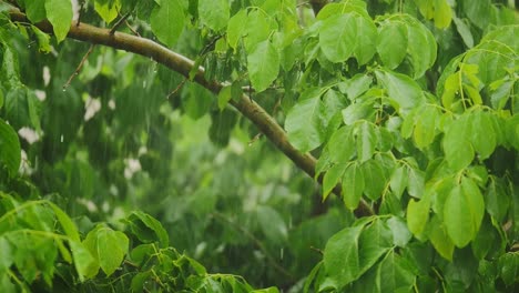 Raining-shower-in-the-forest