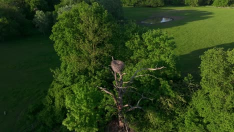 Nido-De-Cigüeña-Blanca-Aislado-En-La-Copa-De-Un-árbol-Desnudo-En-Plena-Naturaleza