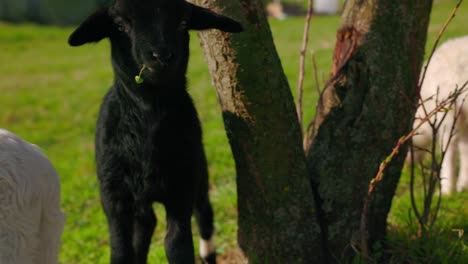 Young-Black-Sheep-Grazing-On-Green-Meadow-In-The-Farm