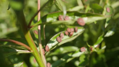 Striped-Shieldbugs-Gather-on-a-Summer-Day