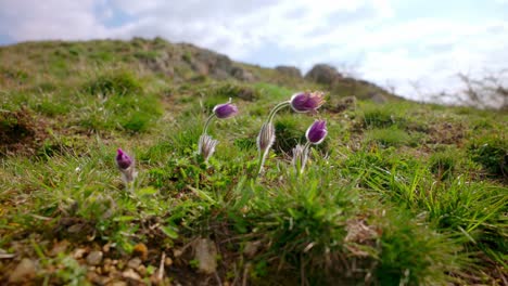 Pasqueflower-En-La-Montaña---Primer-Plano