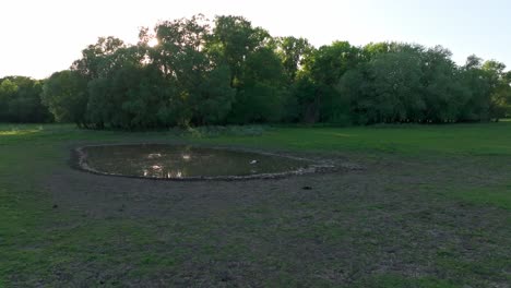 Wiesenteich-Mit-Watendem-Weißstorch-Bei-Sonnenaufgang