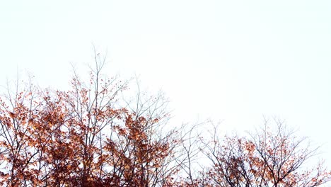 Haya-Del-Sur-En-El-Bosque-Andino-Patagónico-En-Otoño-Con-Follaje-Otoñal-Anaranjado