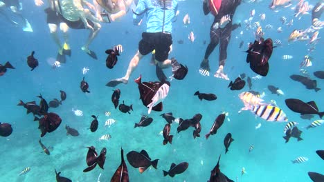 Group-Of-Tourists-Snorkeling-In-The-Crystal-Clear-Blue-Waters-Of-Honolulu,-Hawaii