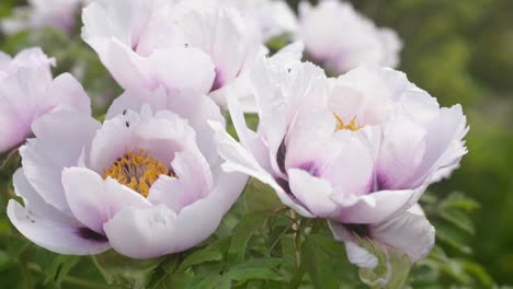 A-Symphony-of-Peonies-in-Bloom