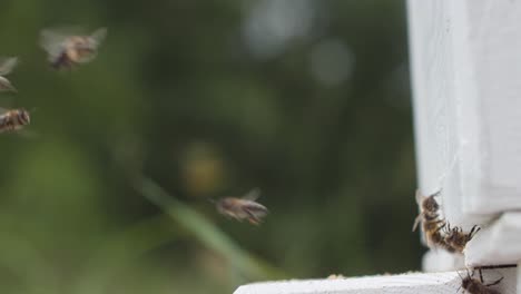 Man-Kann-Eine-Gruppe-Bienen-Um-Den-Eingang-Eines-Weißen-Bienenstocks-Herumschwirren-Sehen,-Die-Nach-Einem-Tag-Der-Nahrungssuche-Pollen-Zurück-Zu-Ihrer-Kolonie-Tragen.