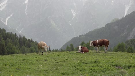 Three-cows-are-on-a-pasture-meadow-on-a-summer-day