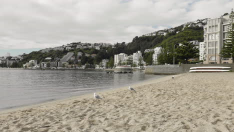 Seagulls-In-Oriental-Parade,-Oriental-Bay,-Wellington,-New-Zealand---Wide-Shot