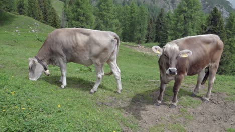 Two-cows-are-on-a-pasture-in-summer