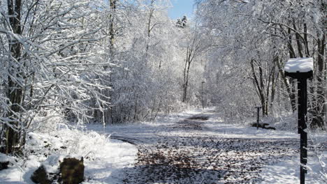 Remote-Roadway-Amidst-Winterly-Forest.-Forward-Shot