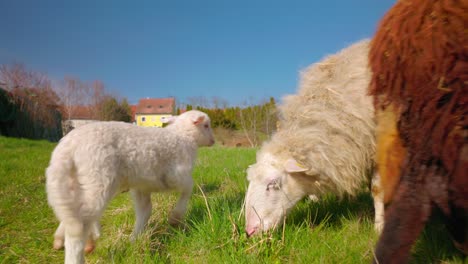 Herde-Von-Hausschafen-Und-Lämmern-Grasen-Auf-Grünem-Gras-Auf-Einem-Bauernhof