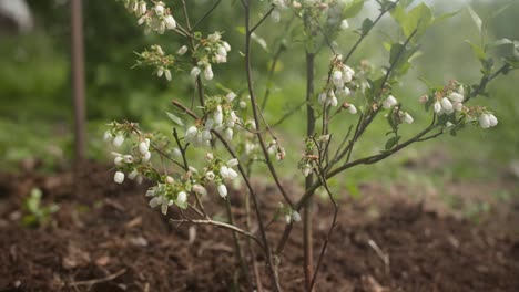 Bilberry-Bush-Blooms-in-Early-Summer